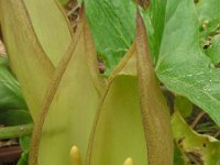 Arum concinnatum 6, Saxifraga-Ed Stikvoort